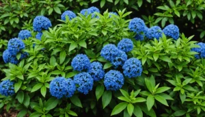 ceanothus thyrsiflorus repens