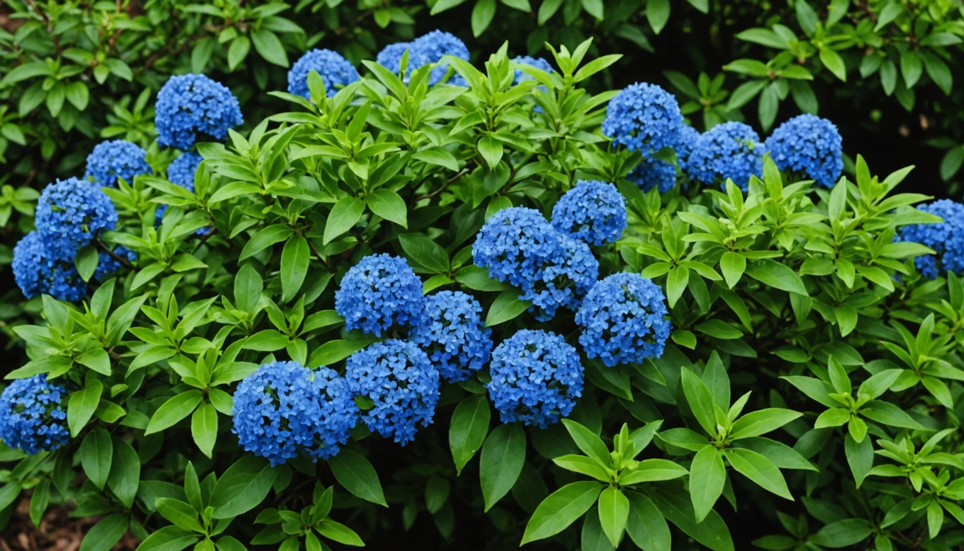 ceanothus thyrsiflorus repens