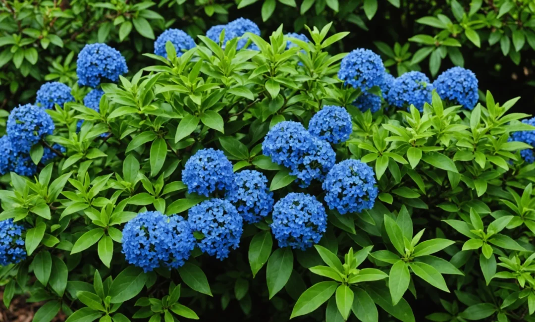 ceanothus thyrsiflorus repens